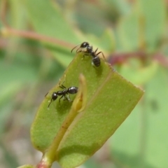 Anonychomyrma sp. (genus) (Black Cocktail Ant) at Cotter River, ACT - 30 Dec 2018 by Christine