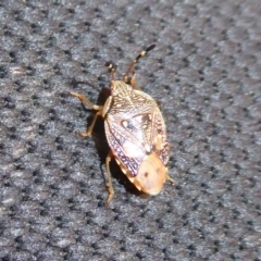 Anischys luteovarius (A shield bug) at Cotter River, ACT - 31 Dec 2018 by Christine