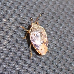 Anischys luteovarius at Cotter River, ACT - 31 Dec 2018