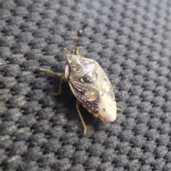 Anischys luteovarius at Cotter River, ACT - 31 Dec 2018