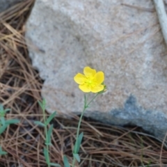 Hypericum gramineum (Small St Johns Wort) at Isaacs, ACT - 31 Dec 2018 by Mike