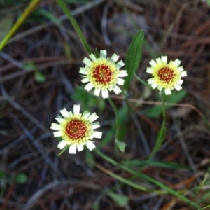 Tolpis barbata at Isaacs, ACT - 1 Jan 2019