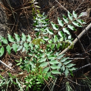 Pistacia chinensis at Isaacs, ACT - 1 Jan 2019 09:47 AM