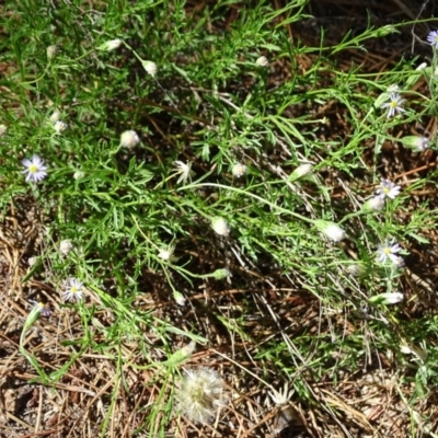 Vittadinia muelleri (Narrow-leafed New Holland Daisy) at Isaacs, ACT - 31 Dec 2018 by Mike