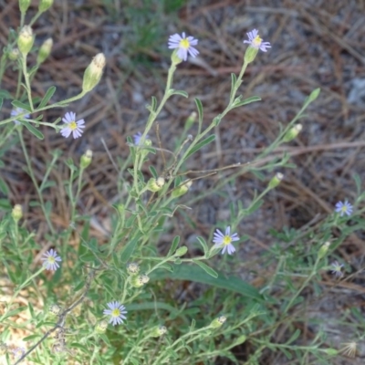 Vittadinia cuneata var. cuneata (Fuzzy New Holland Daisy) at Isaacs, ACT - 31 Dec 2018 by Mike