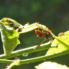 Polistes (Polistella) humilis (Common Paper Wasp) at Isaacs, ACT - 21 Jan 2018 by galah681