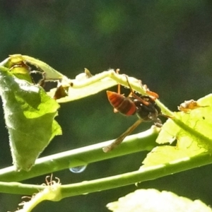 Polistes (Polistella) humilis at Isaacs, ACT - 21 Jan 2018