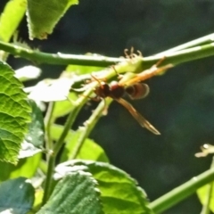 Polistes (Polistella) humilis at Isaacs, ACT - 21 Jan 2018