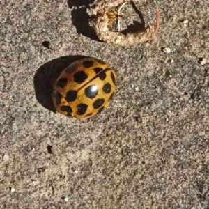 Harmonia conformis at Isaacs, ACT - 16 Nov 2018