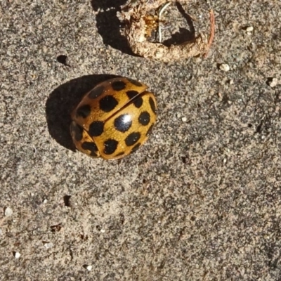 Harmonia conformis (Common Spotted Ladybird) at Isaacs, ACT - 16 Nov 2018 by galah681