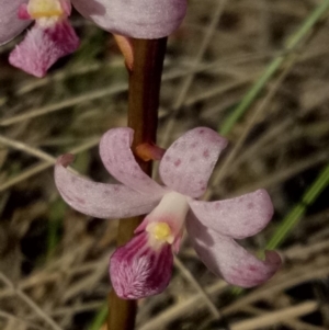 Dipodium roseum at Lake George, NSW - 2 Jan 2019