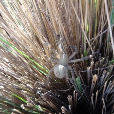 Sparassidae (family) (A Huntsman Spider) at Molonglo Valley, ACT - 28 Feb 2018 by galah681