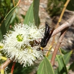 Scolia (Discolia) verticalis (Yellow-headed hairy flower wasp) at Sth Tablelands Ecosystem Park - 1 Mar 2018 by galah681