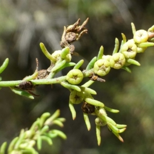 Maireana microphylla at Beard, ACT - 2 Jan 2019 12:00 AM