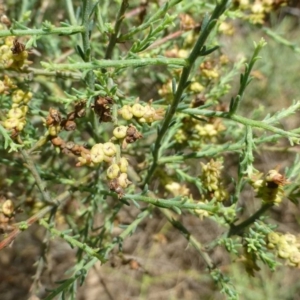 Maireana microphylla at Beard, ACT - 2 Jan 2019 12:00 AM