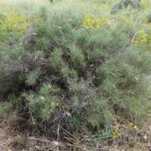 Maireana microphylla at Beard, ACT - 2 Jan 2019 12:00 AM