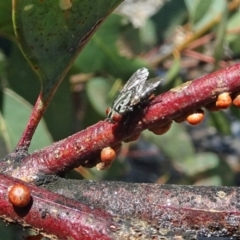 Musca vetustissima (Bush Fly) at Molonglo Valley, ACT - 20 Dec 2018 by galah681