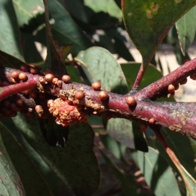 Eriococcus coriaceus (Gumtree Scale) at Molonglo Valley, ACT - 20 Dec 2018 by galah681
