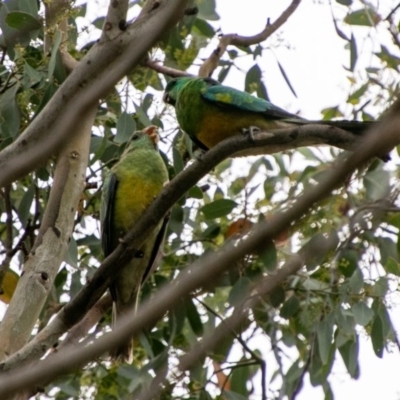 Psephotus haematonotus (Red-rumped Parrot) at Chapman, ACT - 31 Dec 2018 by SWishart