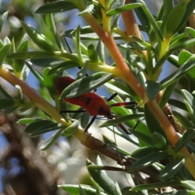 Gminatus australis (Orange assassin bug) at Sth Tablelands Ecosystem Park - 19 Dec 2018 by galah681