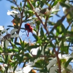 Gminatus australis at Molonglo Valley, ACT - 20 Dec 2018