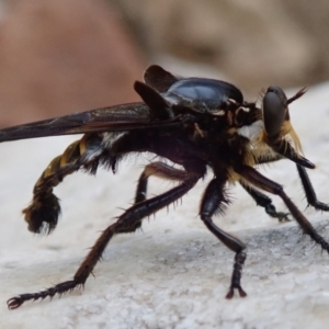 Blepharotes splendidissimus at Wombeyan Caves, NSW - 31 Dec 2018