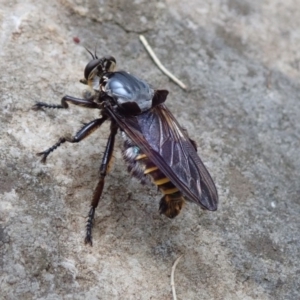 Blepharotes splendidissimus at Wombeyan Caves, NSW - 31 Dec 2018