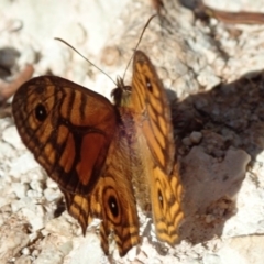 Geitoneura acantha at Wombeyan Caves, NSW - 1 Jan 2019