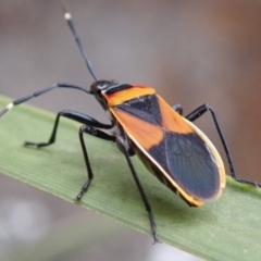 Dindymus versicolor (Harlequin Bug) at Wombeyan Caves, NSW - 31 Dec 2018 by Laserchemisty