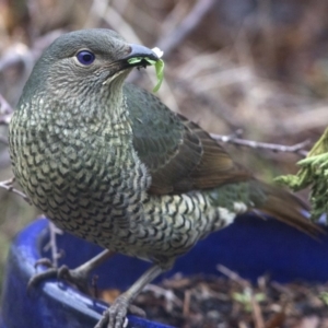 Ptilonorhynchus violaceus at Spence, ACT - 20 Jul 2018