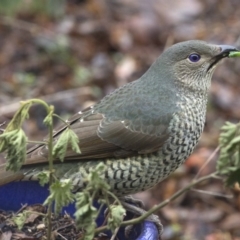 Ptilonorhynchus violaceus at Spence, ACT - 20 Jul 2018