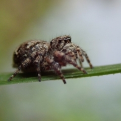 Salticidae (family) (Jumping spider) at Wombeyan Caves, NSW - 1 Jan 2019 by Laserchemisty