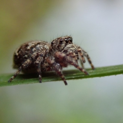 Salticidae (family) (Unidentified Jumping spider) at Wombeyan Karst Conservation Reserve - 31 Dec 2018 by Laserchemisty