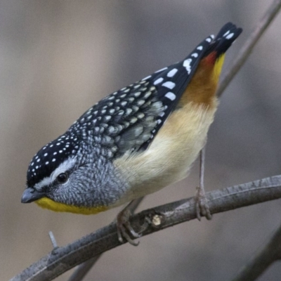 Pardalotus punctatus (Spotted Pardalote) at Paddys River, ACT - 12 Sep 2018 by JudithRoach