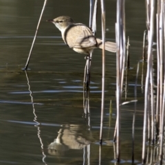 Acrocephalus australis (Australian Reed-Warbler) at Paddys River, ACT - 9 Oct 2018 by JudithRoach
