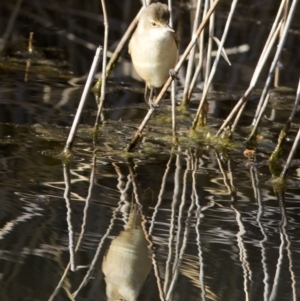 Acrocephalus australis at Paddys River, ACT - 9 Oct 2018