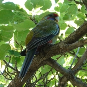 Platycercus elegans at Hughes, ACT - 2 Jan 2019