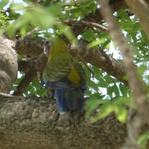 Platycercus elegans at Hughes, ACT - 2 Jan 2019