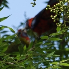 Platycercus elegans at Hughes, ACT - 2 Jan 2019