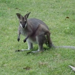 Notamacropus rufogriseus (Red-necked Wallaby) at Wombeyan Karst Conservation Reserve - 31 Dec 2018 by Laserchemisty