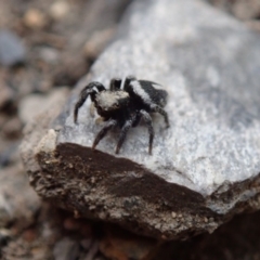 Salpesia sp. (genus) (Salpesia Jumping Spider) at Wombeyan Karst Conservation Reserve - 31 Dec 2018 by Laserchemisty