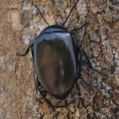 Chalcopteroides spectabilis (Rainbow darkling beetle) at Deakin, ACT - 1 Jan 2019 by JackyF