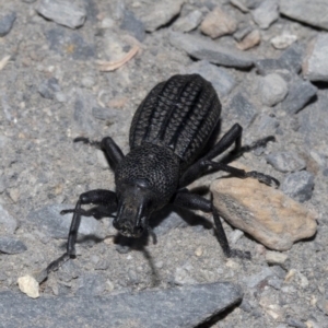 Talaurinus kirbii at Wombeyan Caves, NSW - 2 Jan 2019