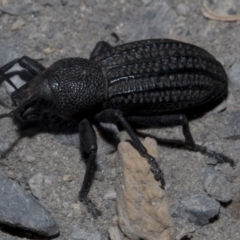 Talaurinus kirbii at Wombeyan Caves, NSW - 2 Jan 2019