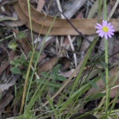 Unverified Plant at Wombeyan Karst Conservation Reserve - 31 Dec 2018 by JudithRoach