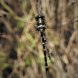 Eusynthemis guttata at Paddys River, ACT - 2 Jan 2019 10:20 AM