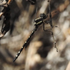 Eusynthemis guttata at Paddys River, ACT - 2 Jan 2019