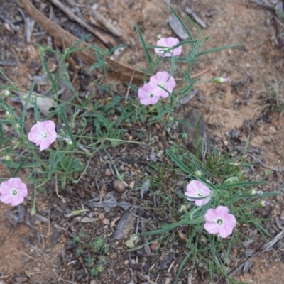 Convolvulus angustissimus subsp. angustissimus (Australian Bindweed) at Hughes, ACT - 1 Jan 2019 by JackyF