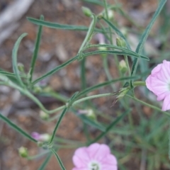 Convolvulus angustissimus subsp. angustissimus at Hughes, ACT - 2 Jan 2019 10:31 AM