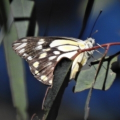 Belenois java (Caper White) at Paddys River, ACT - 1 Jan 2019 by JohnBundock